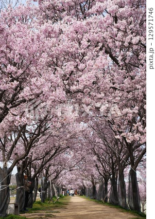 狭山池公園の桜のトンネル 狭山池公園の桜のトンネル 129571746