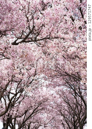 満開のピンクの桜のトンネル 満開のピンクの桜のトンネル 129571747