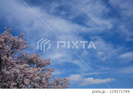 青空に映えるピンクの桜 129571749