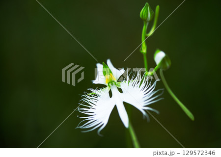 白いサギソウ 129572346