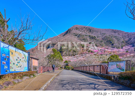 梅の花咲く神奈川県湯河原町の幕山(まくやま)を幕山橋から見る 梅の花咲く神奈川県湯河原町の幕山(まくやま)を幕山橋から見る 129572350