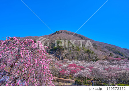 梅の花咲く神奈川県湯河原町の幕山(まくやま)を梅の木越しに見る 129572352