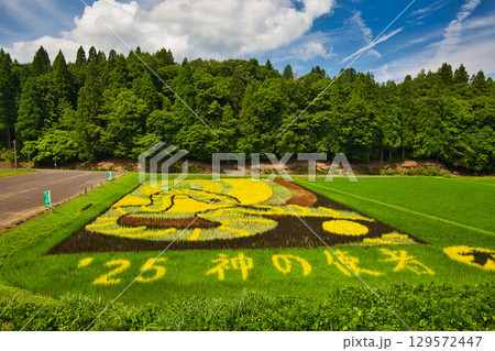 今年の田んぼアート樫津 今年の田んぼアート樫津 129572447