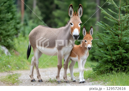 Donkey mother and her foal standing on a path in a forest 129572616