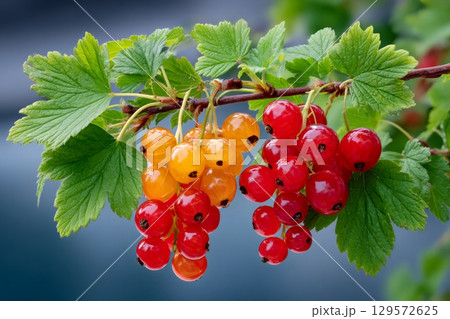 Red and yellow currants hanging from branch with green leaves 129572625