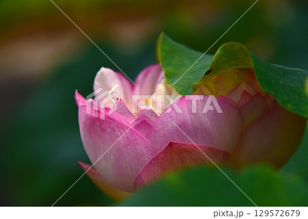 光と影が造る蓮の花の美しさ 光と影が造る蓮の花の美しさ 129572679