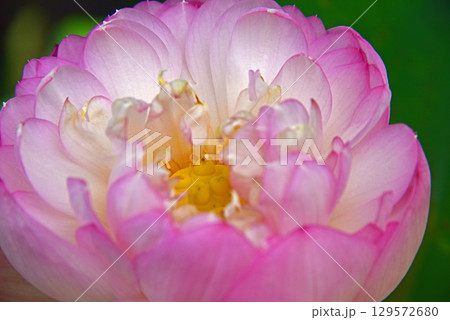 光と影が造る蓮の花の美しさ 光と影が造る蓮の花の美しさ 129572680