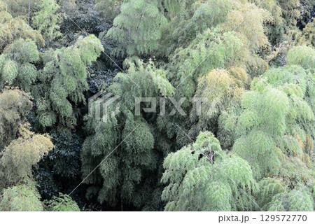 竹林を上から眺める 竹林を上から眺める 129572770
