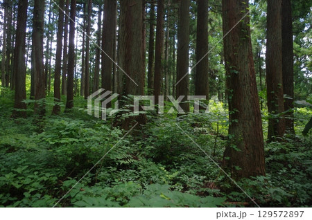 あれ！この遊歩道 129572897