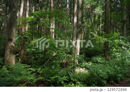 あれ！この遊歩道 129572898