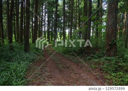 あれ！この遊歩道 129572899