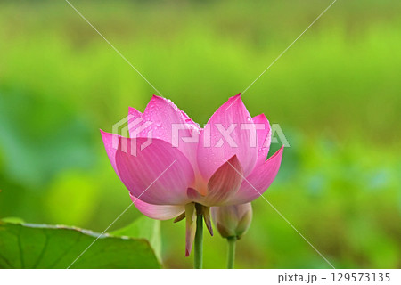 光と影が造る蓮の花の美しさ 129573135