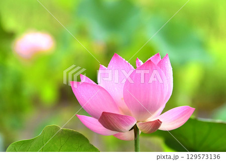 光と影が造る蓮の花の美しさ 129573136