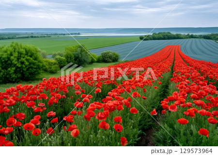 Blooming poppies covering vast fields in picturesque countryside landscape 129573964