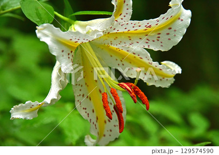 林間に咲くヤマユリの花 129574590