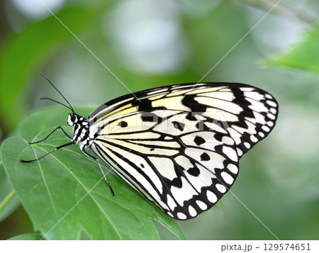 チョウ　オオゴマダラ 129574651