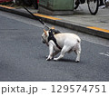 抵抗する犬 129574751
