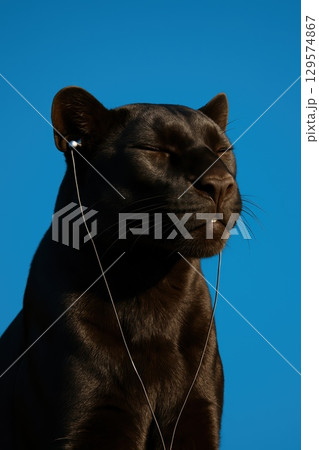 Black puma with earbuds basking in sunlight, eyes closed, against vivid blue background, exuding peace, grace, and modern calm 129574867