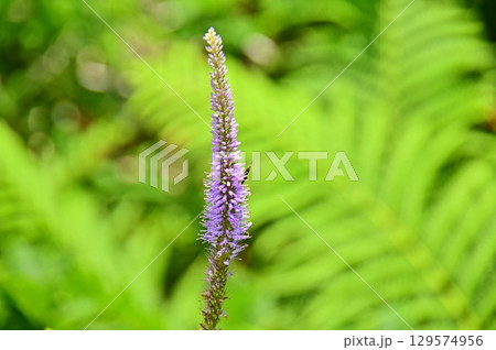 咲き始めた、ヤブランの花 咲き始めた、ヤブランの花 129574956