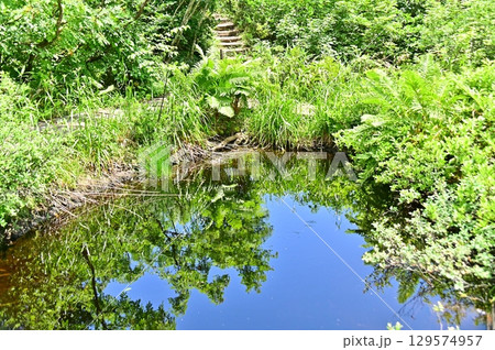 地蔵の沼に映り込む青い空と新緑の植物 129574957