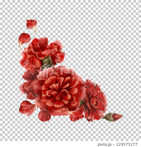 Red carnation flower,buds,petals in corner frame as a symbol of mothers day,love,passion,valentine's day confessions.Isolated Watercolor hand-drawn illustration as element for card,banner Red carnation flower,buds,petals in corner frame as a symbol of mothers day,love,passion,valentine's day confessions.Isolated Watercolor hand-drawn illustration as element for card,banner 129575277