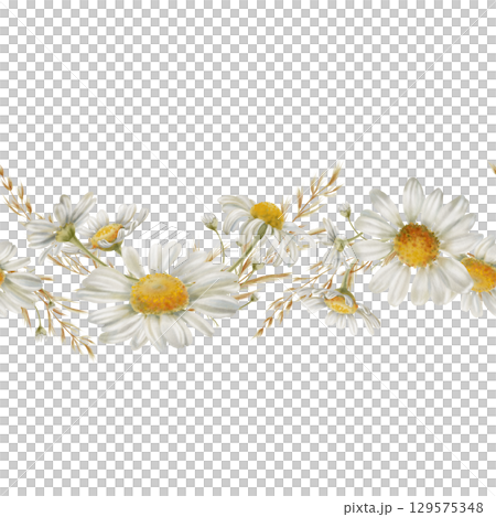 Seamless border from white chamomiles flowers,buds,dried flowers and petals as a symbol of purity, nnocence,love,fidelity.Watercolor clip art on transparent background for postcards,calendar 129575348