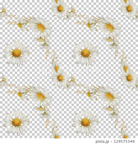 Seamless pattern with white chamomiles flowers,buds,dried flowers,petals as a symbol of purity,inocence,love,fidelity.Watercolor clip art on transparent background for postcards,calendar,stationery 129575349