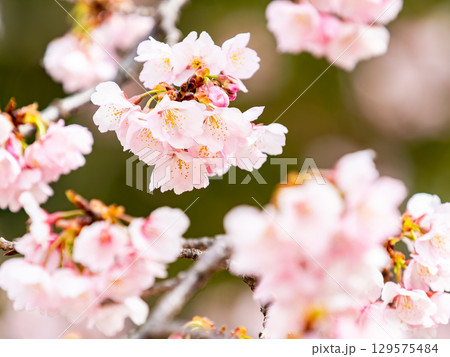 春の訪れを告げる満開の華やかな河津桜 129575484