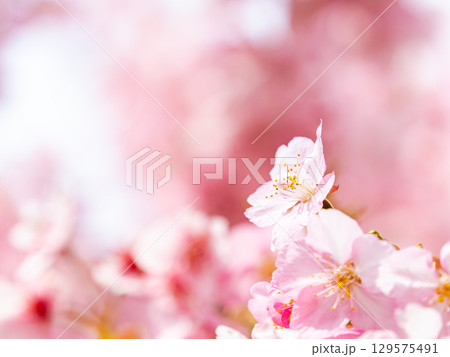 春の訪れを告げる満開の華やかな河津桜 129575491