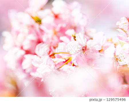 春の訪れを告げる満開の華やかな河津桜 129575496