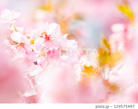 春の訪れを告げる満開の華やかな河津桜 春の訪れを告げる満開の華やかな河津桜 129575497