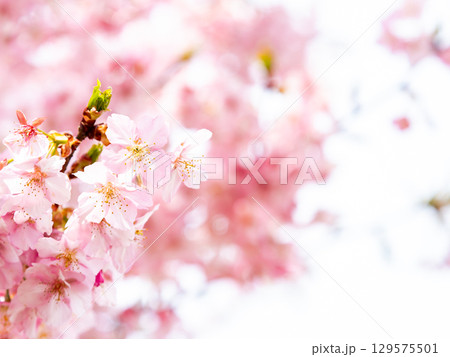 春の訪れを告げる満開の華やかな河津桜 春の訪れを告げる満開の華やかな河津桜 129575501