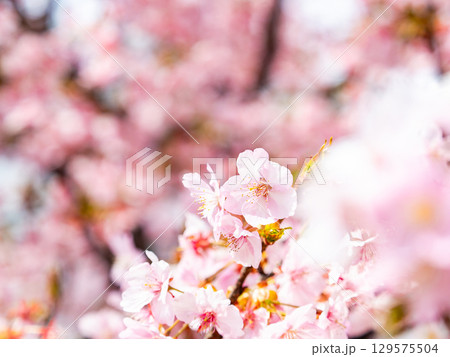 春の訪れを告げる満開の華やかな河津桜 春の訪れを告げる満開の華やかな河津桜 129575504