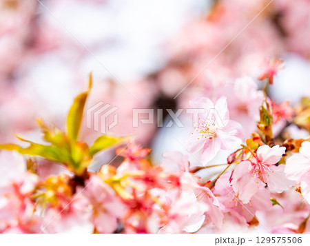 春の訪れを告げる満開の華やかな河津桜 春の訪れを告げる満開の華やかな河津桜 129575506