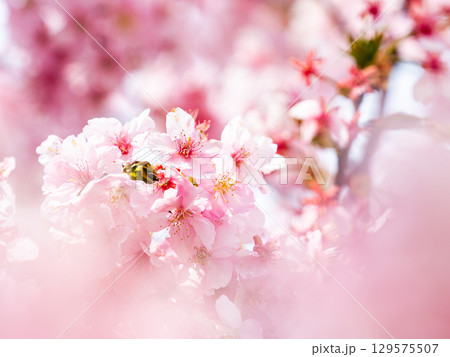 春の訪れを告げる満開の華やかな河津桜 春の訪れを告げる満開の華やかな河津桜 129575507