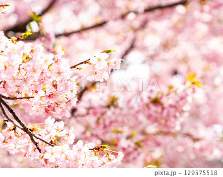 春の訪れを告げる満開の華やかな河津桜 129575518