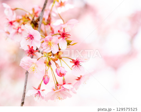 春の訪れを告げる満開の華やかな河津桜 129575525