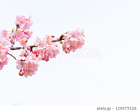 春の訪れを告げる満開の華やかな河津桜 129575526