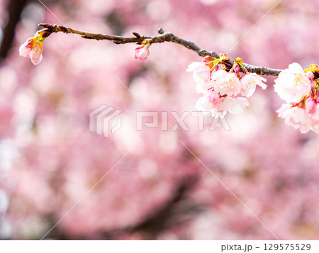 春の訪れを告げる満開の華やかな河津桜 春の訪れを告げる満開の華やかな河津桜 129575529