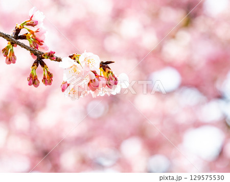 春の訪れを告げる満開の華やかな河津桜 春の訪れを告げる満開の華やかな河津桜 129575530