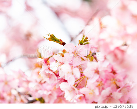 春の訪れを告げる満開の華やかな河津桜 129575539