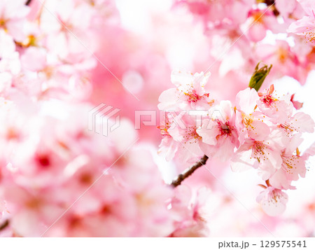 春の訪れを告げる満開の華やかな河津桜 春の訪れを告げる満開の華やかな河津桜 129575541