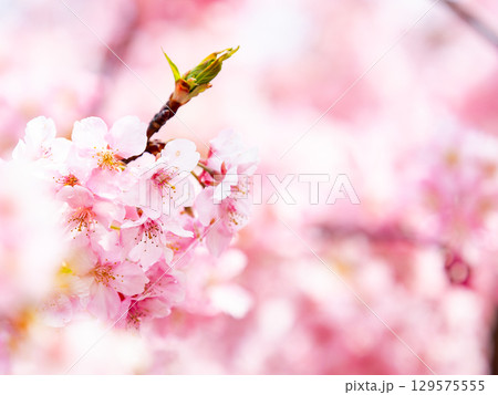 春の訪れを告げる満開の華やかな河津桜 129575555