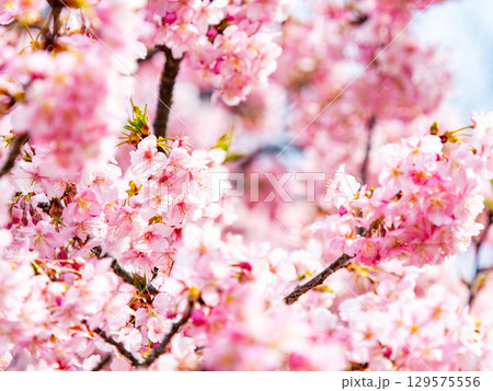 春の訪れを告げる満開の華やかな河津桜 129575556