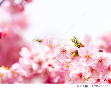 春の訪れを告げる満開の華やかな河津桜 129575557