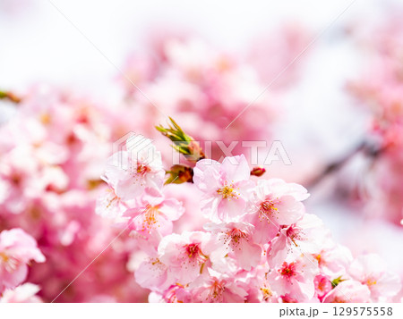 春の訪れを告げる満開の華やかな河津桜 129575558