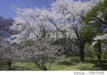 桜のある公園 129575568