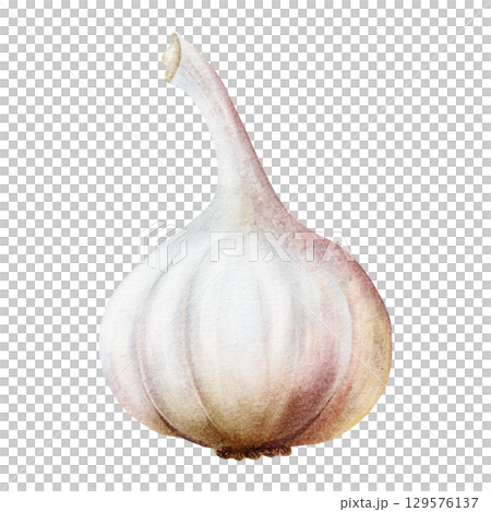 Watercolor garlic bulb illustration isolated on white. Hand drawn realistic vegetable clip art in simple style and gray pink colors for spices and culinary designs 129576137