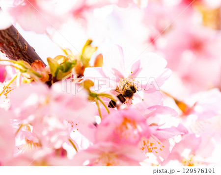早春の満開の華やかな河津桜と蜜を集めるミツバチ 早春の満開の華やかな河津桜と蜜を集めるミツバチ 129576191