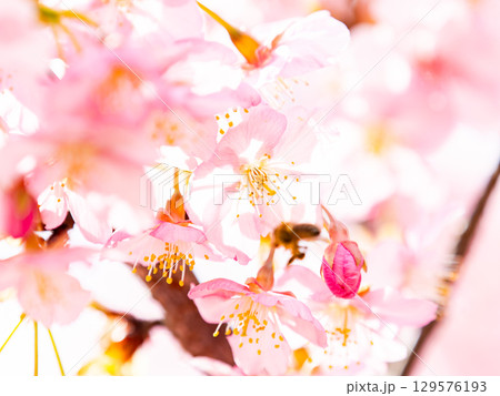 早春の満開の華やかな河津桜と蜜を集めるミツバチ 早春の満開の華やかな河津桜と蜜を集めるミツバチ 129576193